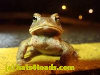 /home//u458753944/public_html/sourcegallery////Roxborough Toad Detour/2022/2022-03-17/P3170874.JPG